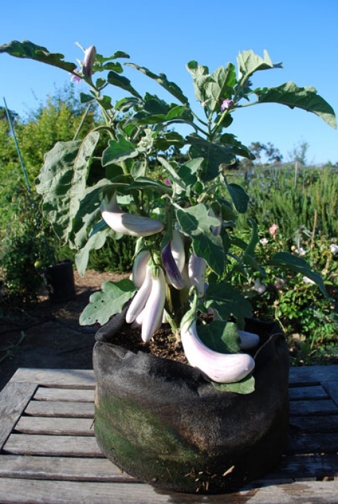 Growing Veggies In Pots Growing Vegetables In Containers, Organic Container Gardening Image 507