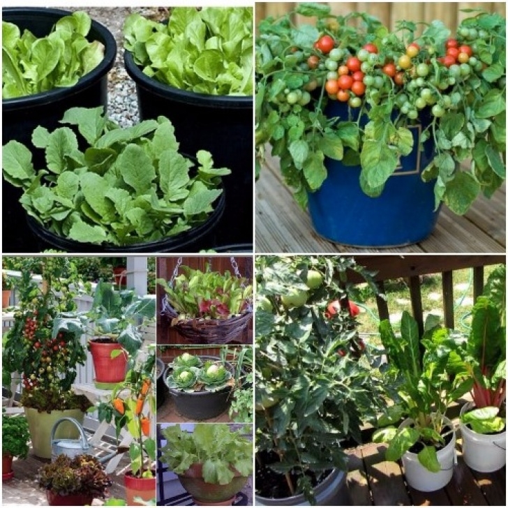 Growing Veggies In Pots Growing Vegetables In Pots / Containers | Agri Farming Picture 471