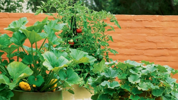 Growing Veggies In Pots Growing Vegetables In Pots - Sunset Magazine Image 563