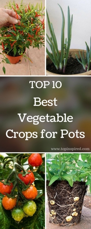 Growing Veggies In Pots Top 10 Best Vegetable Crops For Pots | :: Vegetable Picture 623