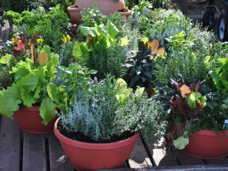 Growing Veggies In Pots Vegetables That Can Grow In Containers - Boldsky Image 806