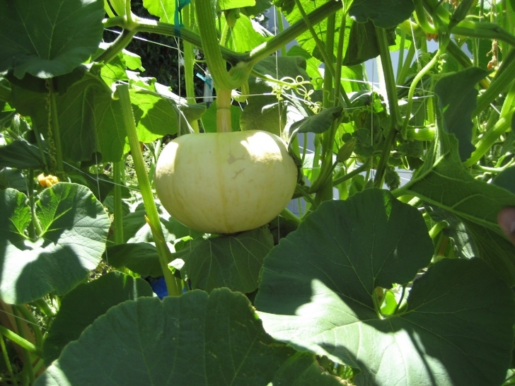Growing Winter Squash Backyard Farming: Growing Winter Squash Vertically Image 960