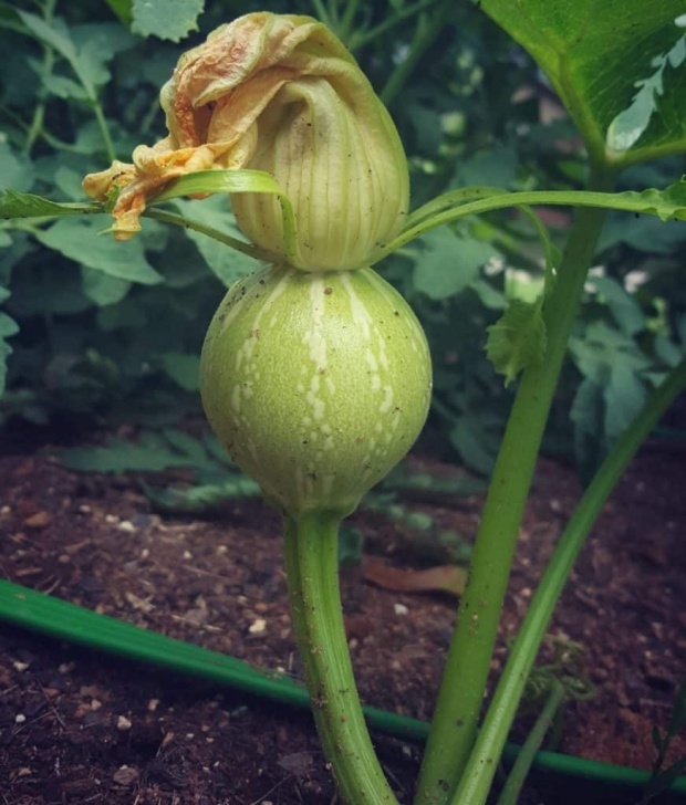 Growing Winter Squash Beginner'S Guide To Winter Squash | You Should Grow Image 273