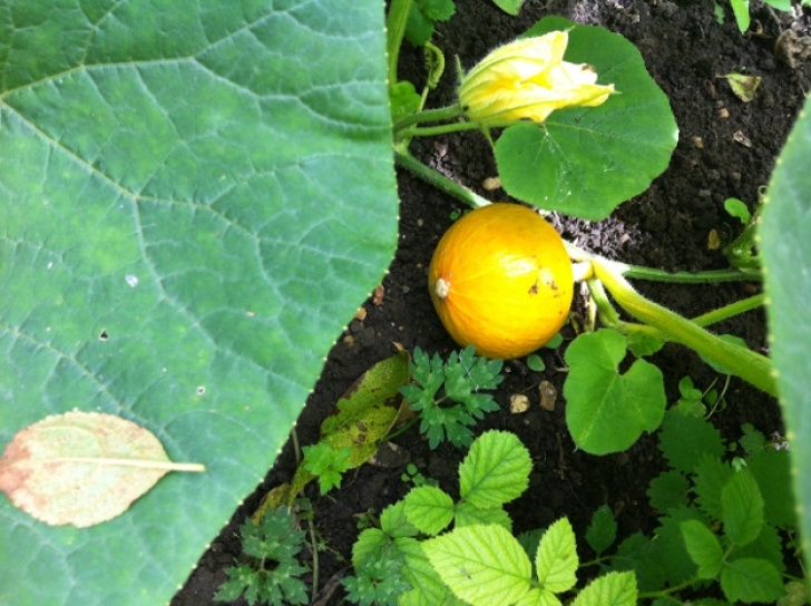 Growing Winter Squash Pumpkin Patch Update Photo 209