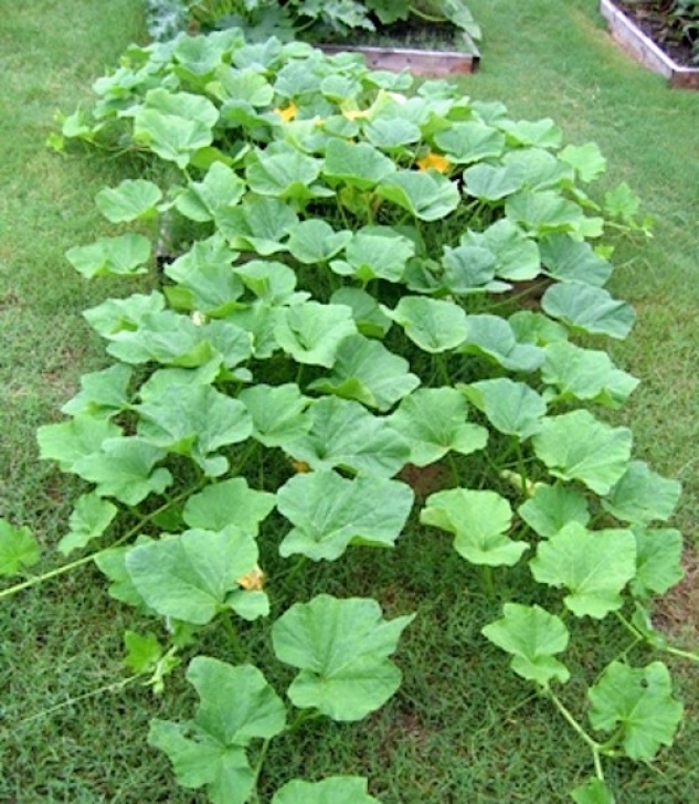 Growing Winter Squash Renee'S Garden Seeds: Renee'S Blog: Beth’s Guide For Photo 245