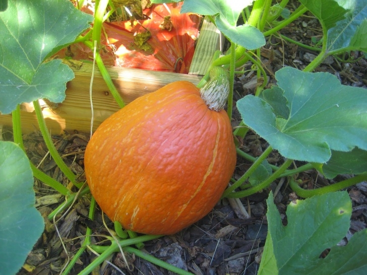 Growing Winter Squash Storing Winter Squash And Pumpkins - Susan'S In The Garden Photo 716