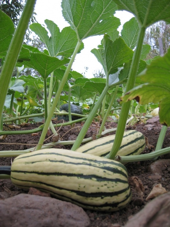 Growing Winter Squash The Girl &amp; The Fig Farm Project: November 2011 Photo 173