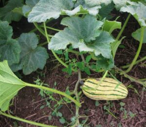 Growing Winter Squash This Week’s Update | Hedgeview Farm Organics Picture 574