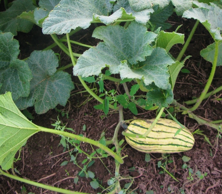 Growing Winter Squash This Week’s Update | Hedgeview Farm Organics Picture 574