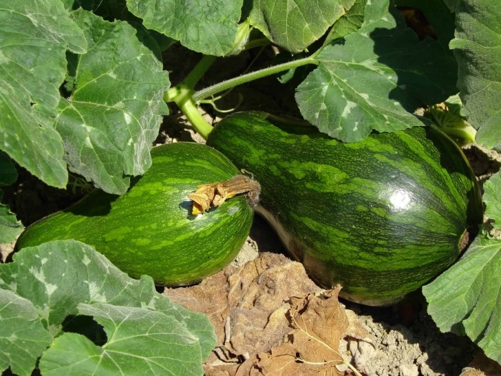 Growing Winter Squash Winter Squash Seed Starting Tips Photo 612