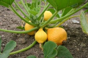 Growing Yellow Squash Vermont Garden Journal: Preventing Squash Vine Borer Photo 827 Growing Yellow Squash Vermont Garden Journal: Preventing Squash Vine Borer Photo 827
