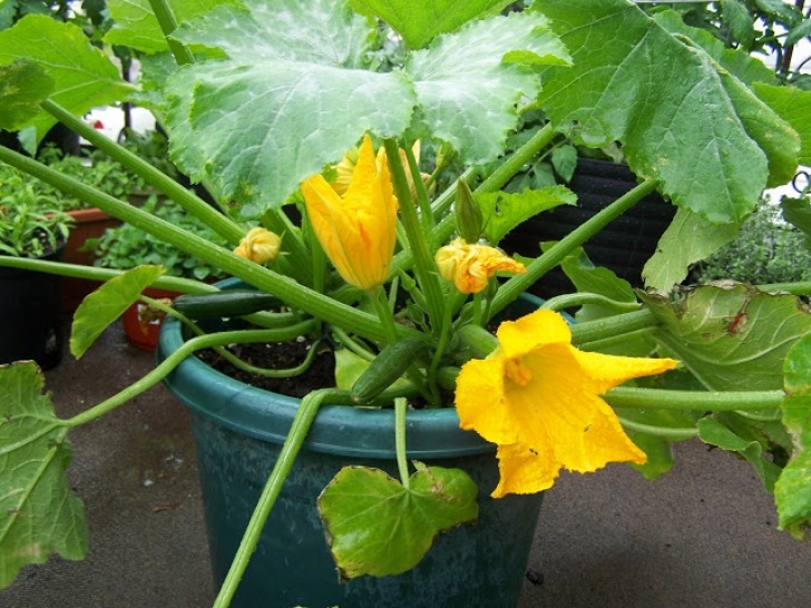 Growing Zucchini In Containers Captive Roots: Zucchini In Containers: Some Thoughts For A Image 394