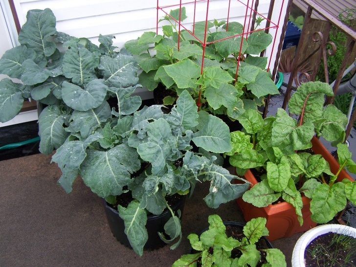 Growing Zucchini In Containers Captive Roots: Zucchini In Containers: Some Thoughts For A Picture 085