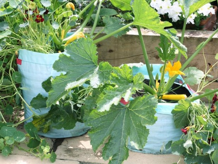 Growing Zucchini In Containers Growing Zucchini In A Bag | Landscaping Ideas And Picture 870