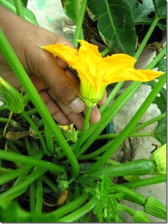 Growing Zucchini In Containers Growing Zucchini (Summer Squash) In Containers Image 239