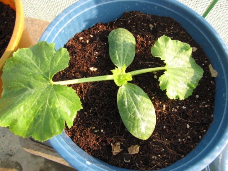 Growing Zucchini In Containers Growing Zucchini (Summer Squash) In Containers Picture 968