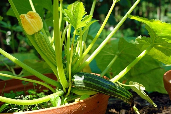 Growing Zucchini In Containers How To Grow Zucchini In Containers | Gardener'S Path Image 165