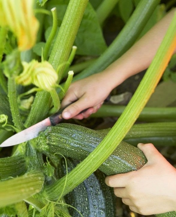 Growing Zucchini In Containers How To Grow Zucchini #Vegetable_Gardening - 101 Gardening Photo 369
