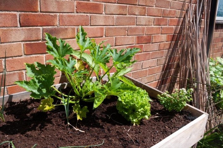 Growing Zucchini In Containers Zucchini Growing In Container Stock Image - Image Of Brick Image 106