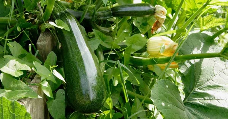Growing Zucchini In Pots A Guide To Growing Zucchini Photo 812