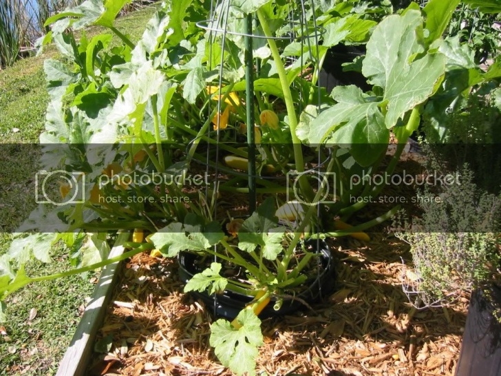 Growing Zucchini In Pots Growing Zucchini In Pots Image 947