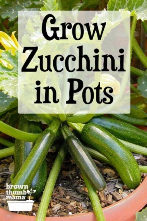 Growing Zucchini In Pots How To Grow Zucchini In Containers | Brown Thumb Mama® Image 544