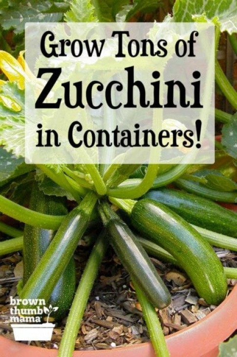 Growing Zucchini In Pots How To Grow Zucchini In Containers | Brown Thumb Mama® Picture 276