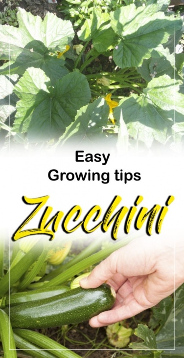 Growing Zucchini In Pots How To Grow Zucchini In Containers | Growing Zucchini Photo 439