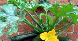 Growing Zucchini In Pots How To Grow Zucchini In Pots |The Garden Of Eaden Image 409