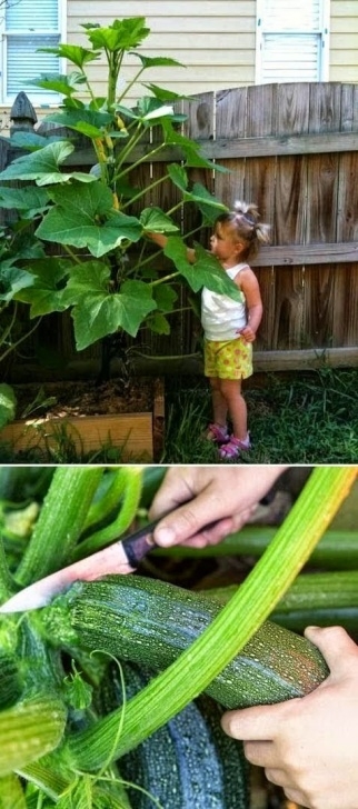 Growing Zucchini In Pots Tips For Growing Zucchini Vertically #Garden #Zucchini Image 525