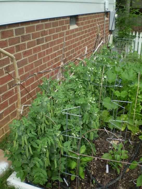 Growing Zucchini On A Trellis Bright As Yellow: How To: Garden Twig Trellis Picture 424