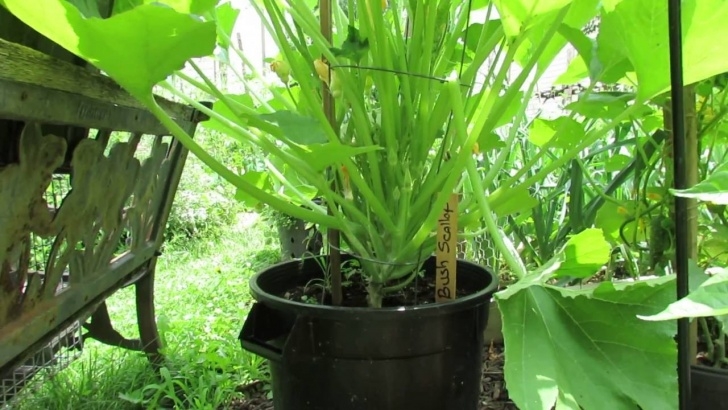 Growing Zucchini On A Trellis Cucumber, Squash, Zucchini: Vertical Trellising, Pests Picture 990