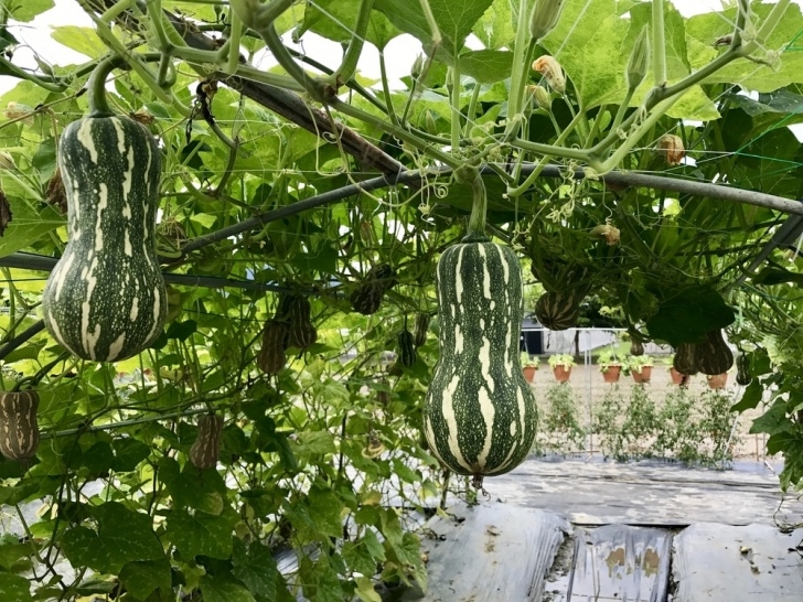 Growing Zucchini On A Trellis Growing Squash Vertically » Up, Up And Away They Grow Image 107