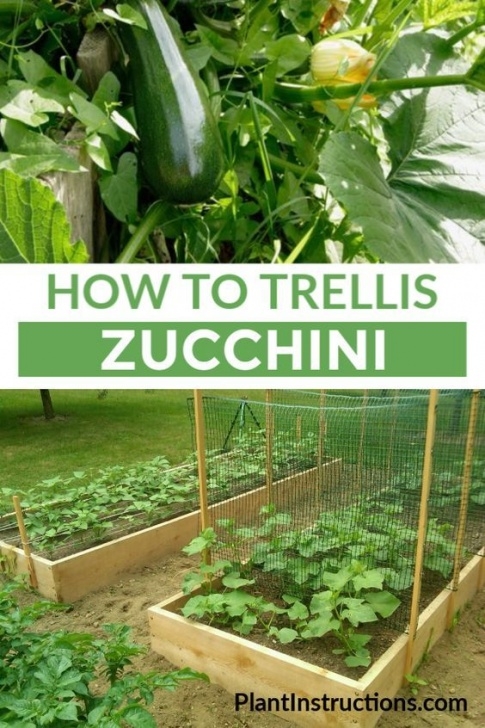 Growing Zucchini On A Trellis How To Trellis Zucchini | Home Vegetable Garden, Garden Photo 880