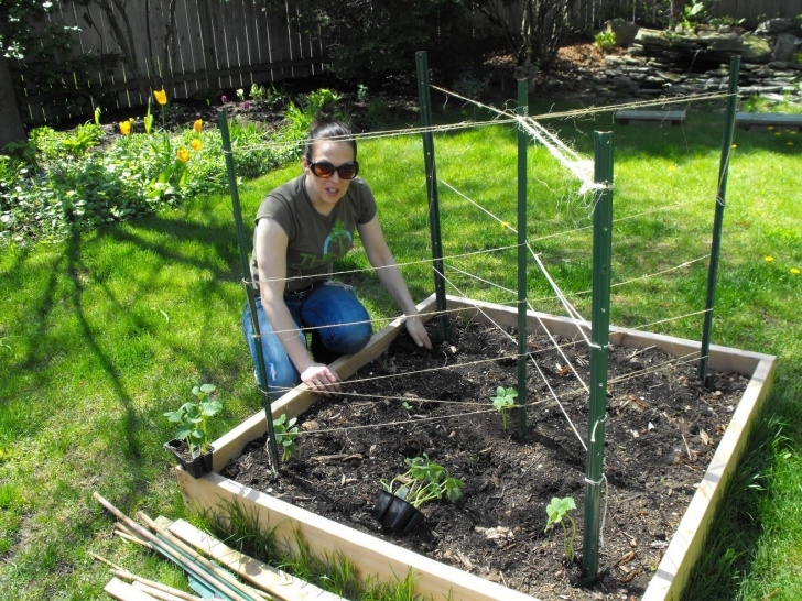 Growing Zucchini On A Trellis Raised Bed Trellis For Cucumbers - Bing Images | Cucumber Image 868