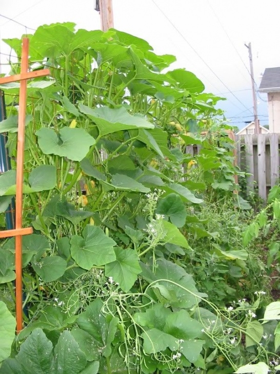 Growing Zucchini On A Trellis Trailing Green Marrow And Gialla Nostrale Squash Growing Photo 566