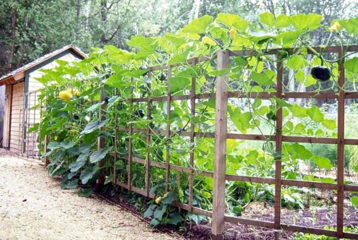 Growing Zucchini On A Trellis Uplighting To Grow Fruit On Trellises - The Ellsworth Image 080