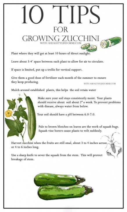 Growing Zucchini Squash 10 Tips For Growing Zucchini | Growing Zucchini, Veg Image 599