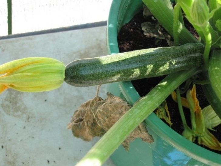 Growing Zucchini Squash 31 Best Jardin / Chiles Y Ajis Images On Pinterest | Chile Image 312