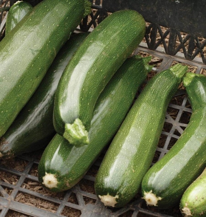 Growing Zucchini Squash Black Beauty Zucchini Seeds Photo 747