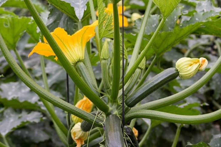 Growing Zucchini Squash Winter Squash Companion Plants | Growing Guides Image 248