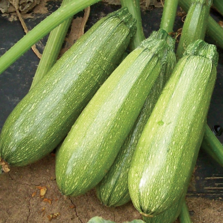 Growing Zucchini Squash Zippy F1 Hybrid Summer Squash Seeds - Ne Seed Picture 755