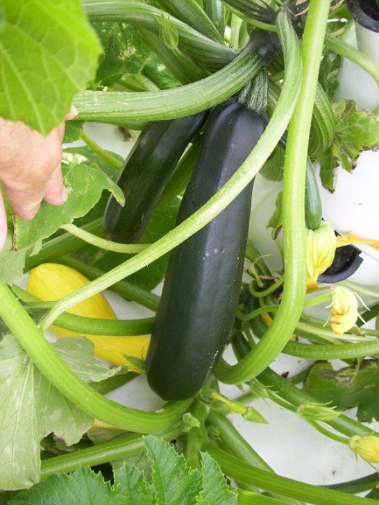 Growing Zucchini Squash Zucchini &amp; Squash Growing On Hydroponic Tower (With Images Picture 284