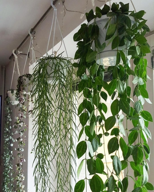 Hanging Plant Baskets Indoor 1,133 Likes, 22 Comments - Warsaw Jungle (@Warsawjungle Picture 796