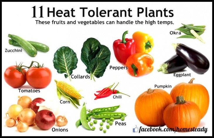 Heat Tolerant Vegetables 11 Heat Tolerant Plants | Planting Vegetables, Stuffed Picture 472