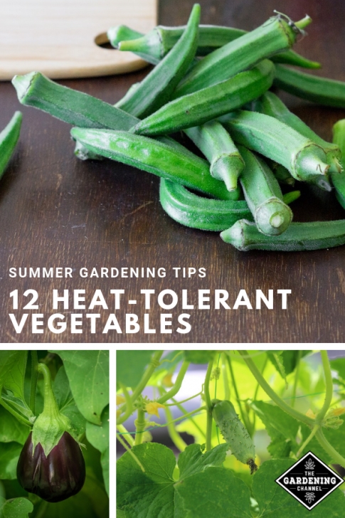 Heat Tolerant Vegetables 12 Heat Tolerant Vegetable Plants For A Summer Garden Picture 879