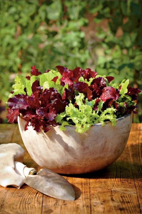 Heat Tolerant Vegetables 388 Best Container Gardens Images On Pinterest Image 462