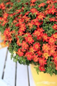 Heat Tolerant Vegetables Heat-Tolerant Plants That Love The Sun - Garden Therapy® Photo 678 Heat Tolerant Vegetables Heat-Tolerant Plants That Love The Sun - Garden Therapy® Photo 678