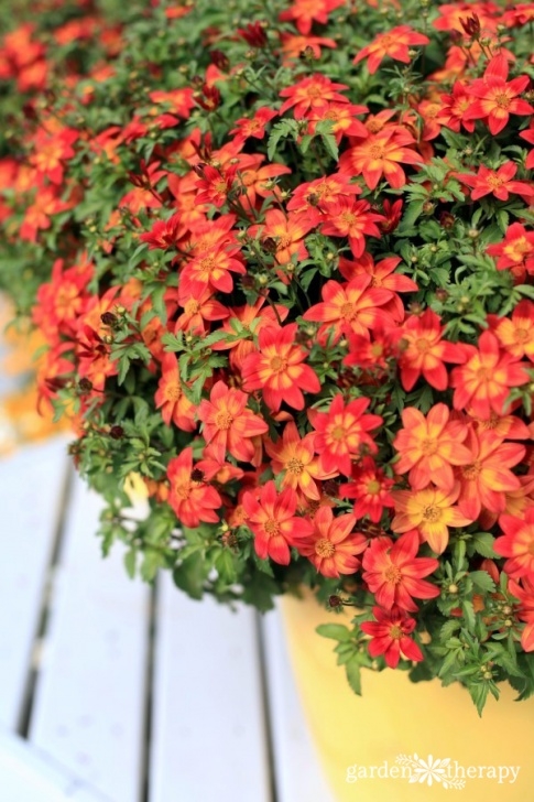 Heat Tolerant Vegetables Heat-Tolerant Plants That Love The Sun - Garden Therapy® Photo 678