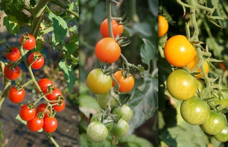 Heat Tolerant Vegetables Hot Summer Vegetables That Beat The Heat - Black Gold In Photo 101